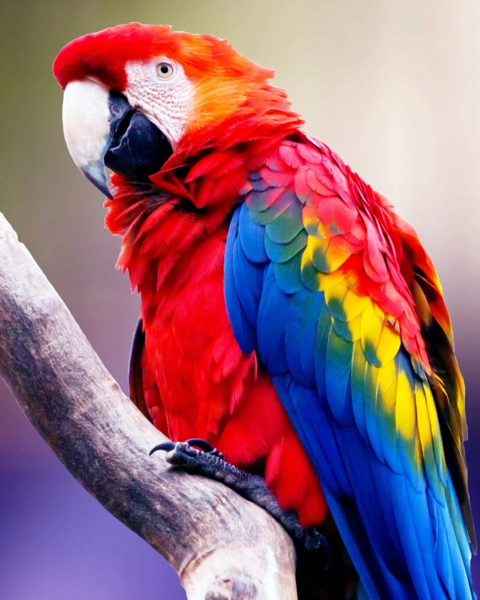 Colorful Parrot wildlife Art Print great wall hanging 8x10decorations  picture