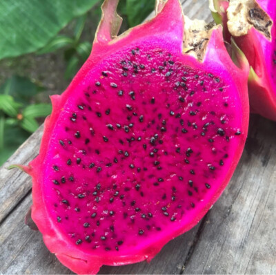 #ad Red Dragon Fruit Seeds Pitaya Cactus Edible Hylocereus Undatus Garden Grow $199.99