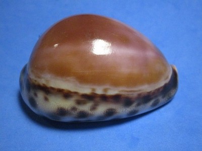 Cypraea tigris (Linnaeus,1758) ''POLISHED!''  (3 INCHES)
