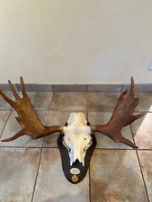 Elchgeweih, kapitale Trophäe aus Schweden, mit Holz-Naturschieferbett, Medaille