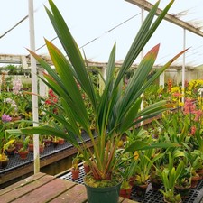 Sphaeradenia alleniana - beautiful south Mesoamerican large-growing cyclanth