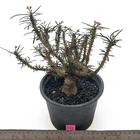 Euphorbia rossii hybrids (F175) from seed by Little One Plant Nursery, Thailand