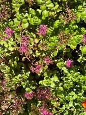 10 Sedum Dragons Blood Ground Cover - Live Perennial Plant. Free Shipping.