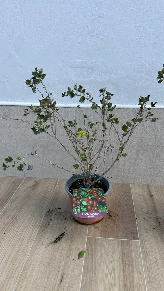 Pianta di Uva Spina. 2 colori a scelta: bianca e rossa. frutti di bosco in vaso - Immagine 4 di 4