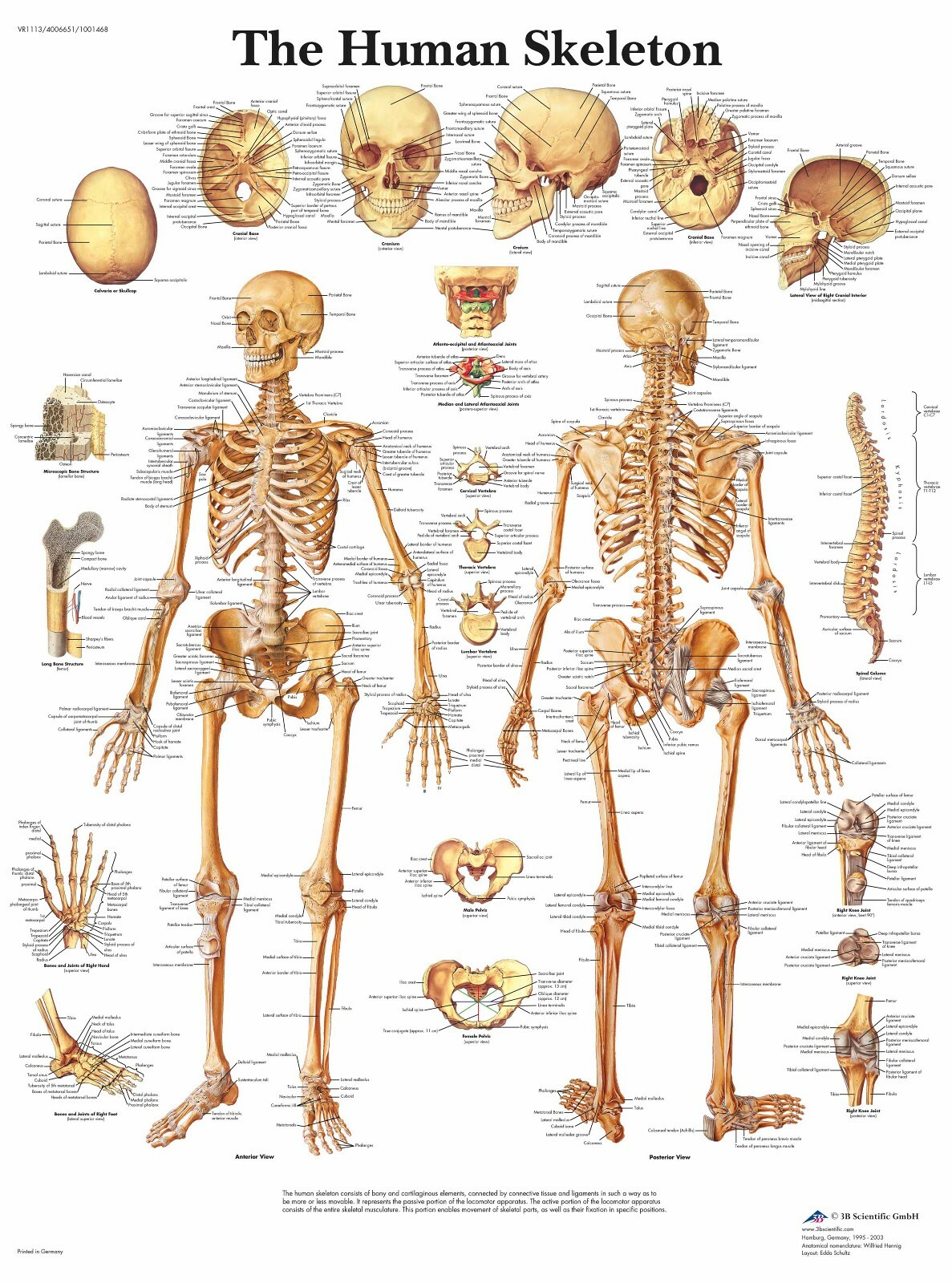 MENSCHLICHE ANATOMIE ANATOMISCHES MEDIZINISCHES LEBEN A4 A3 A2 A1 POSTER WAND KAUFEN 1 ERHALTEN 2 GRATIS
