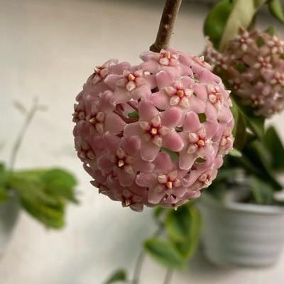 Hoya Compacta Rare Trailing Wax Plant Easy Care Indoor Houseplant