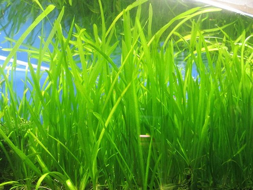 *Buy 2 GET 1 FREE* 5 Jungle Val Italian val vallisneria Live Aquarium Plant ✅ - Picture 3 of 6
