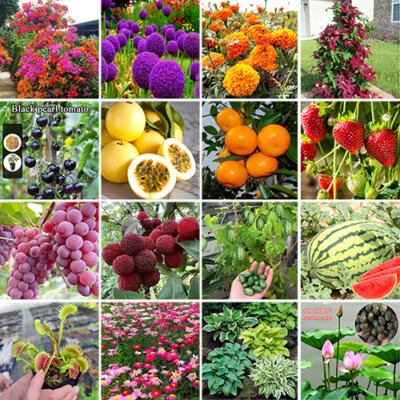Obstsamen | Blumensamen | Multi -Sorten | Gartengeschenke Für Frauen | /s
