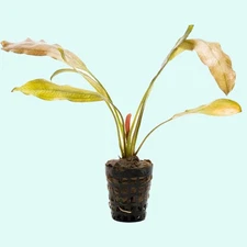 Indian Red Amazon Sword (Echinodorous) Live Aquarium Plants BUY 2 GET 1 FREE