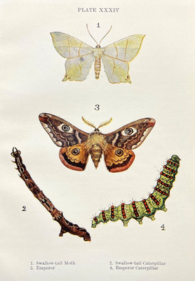 Moth Caterpillar Print Antique Entomology Color Plate Swallow-Tail and Emperor