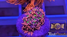 TC Cat Eyes Goni WYSIWYG GD6 ~Live Coral Frag ~TankCandy~
