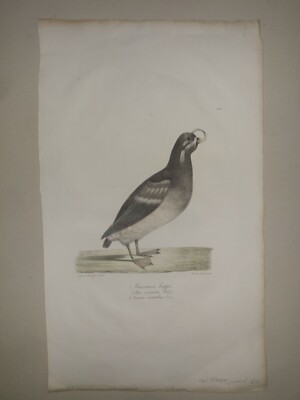 Louis Choris 1822,  lithography macareux huppe (alca cristatella pall) (mormon 
