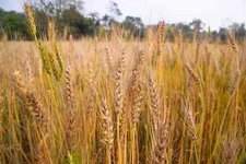 Barley Seeds (300) / ORGANIC / FLORIDA GROWN / CEREAL GRAIN