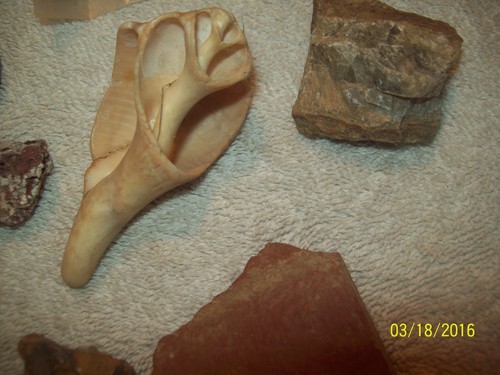 Vintage Mixed Lot of 12 Small Display Porous Stone Rocks Shell Mushrooms Nut - Picture 7 of 8