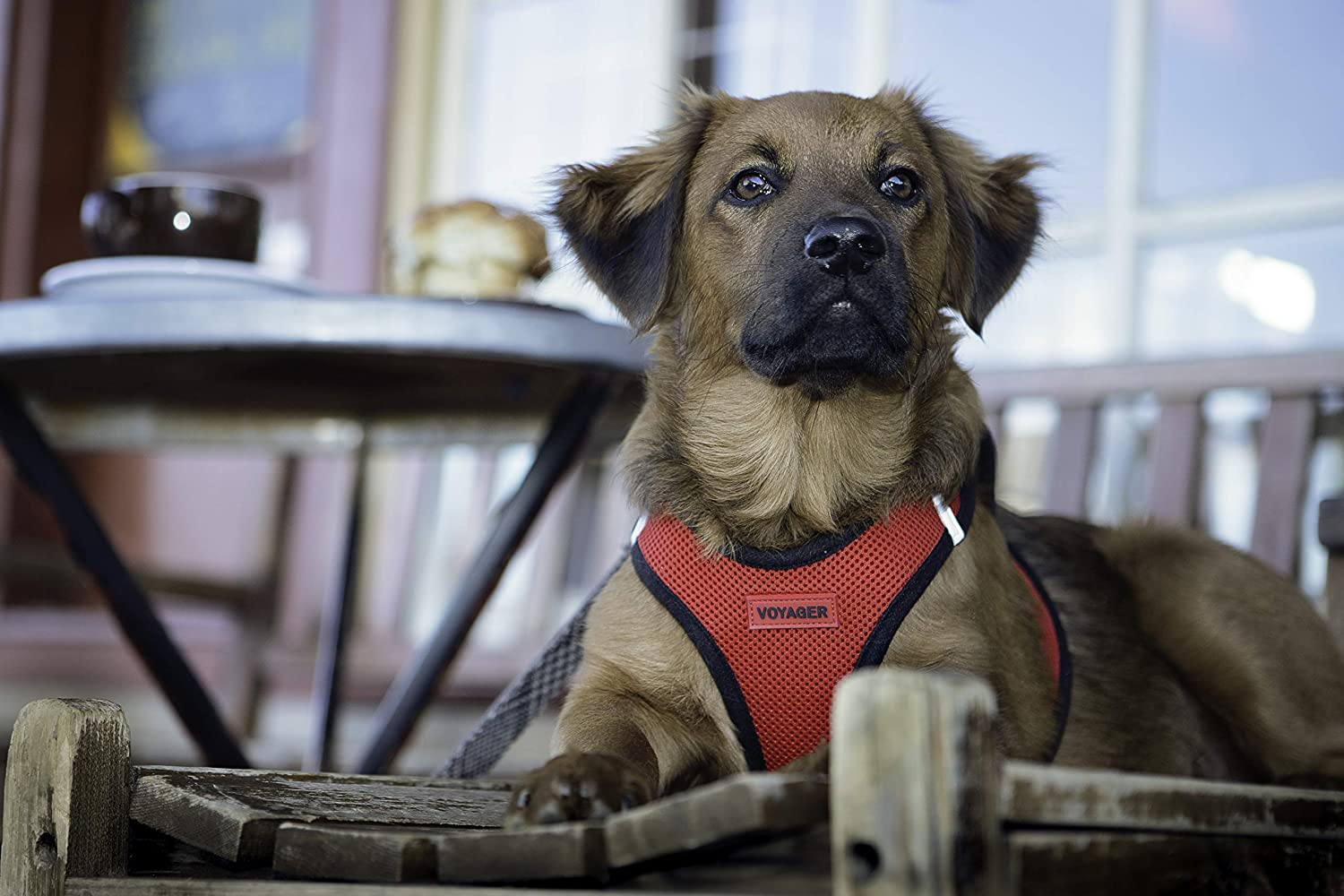 voyager mesh dog harness