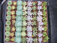 60 Assorted Succulent Plants - 2 inch pot