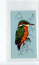 (Jd4251) TETLEY,BRITISH BIRDS,KINGFISHER,1970,#41