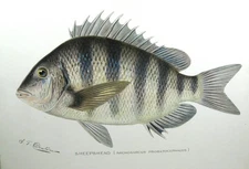 Original Print Denton Sheepshead Fish