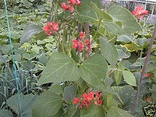 Runner Bean Enorma – 500 Seeds Bulk Pack – Long Pod Heavy Cropper – JustSeed
