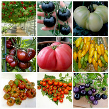 450 semi DI POMODORO RARO IN MIX 9 VARIETA'  +SPEDIZIONE GRATUITA