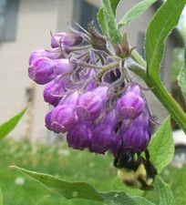 Heirloom Comfrey Plants from My Indiana Homestead Garden, Grown "Organic"