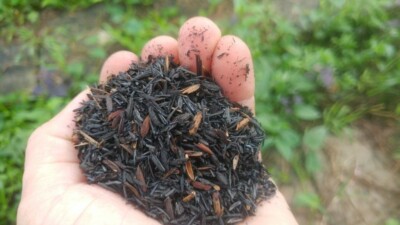 Burned RICE HUSK 3.52 oz/100g Hulls Organic Compost Hydroponic Growing Media