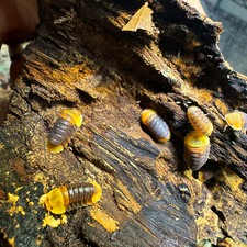 Isopod Factory 50 Cubaris Sp. Rubber Ducky Isopods Bioactive Clean Up Crew