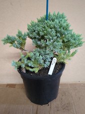 BLUE DWARF CONIFER JUNIPERUS * JUNIPER BLUE STAR * 3