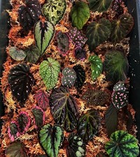   SALE Begonia Bundle 8 Rare/Semi rare  FREE Variegated Peperomia 