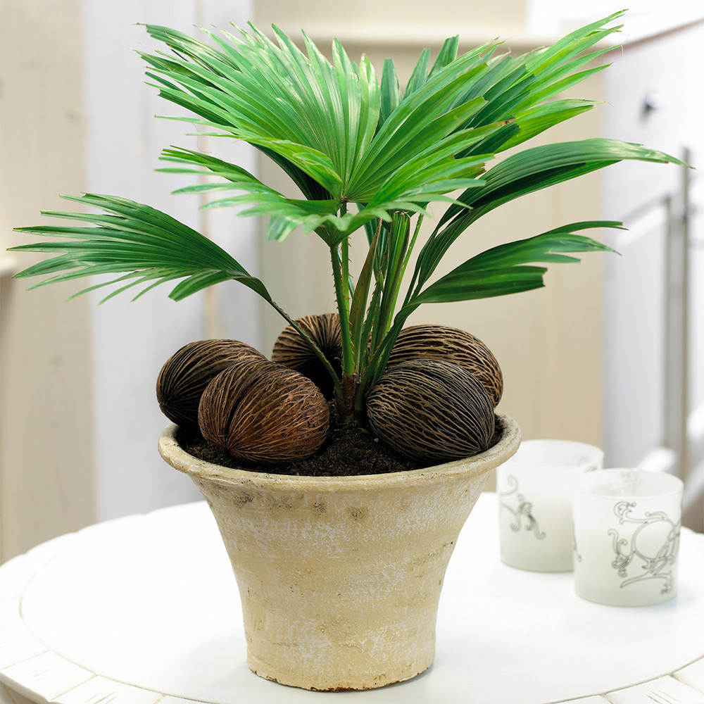Tropical Gift Plant for Home or Office - Livistona Palm Indoor Houseplant 12cm