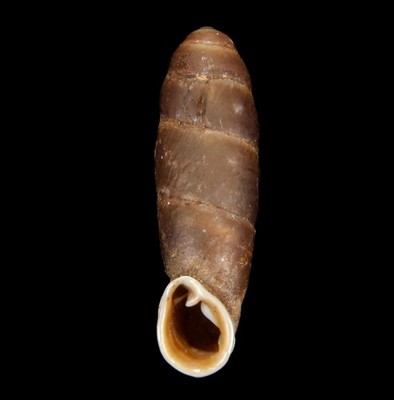 LAND SNAIL, SHELL -Atractophaedusa lui - VERY RARE, NEW 2026, 17.9MM, China