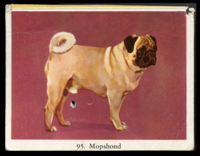 Mops Mops Hund Carlin Spielzeug Hund Vollgeschwindigkeit Zigarettenkarte - Niederländisch um 1954