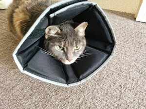 comfy cone for cats