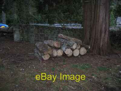 Foto 6x4 Eukalyptusstämme Kinloch Hourn Reste eines Eukalyptusbaumstiels um 2008