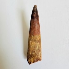 Authentic Large Spinosaurus Tooth Fossil Dinosaur Tooth Morocco
