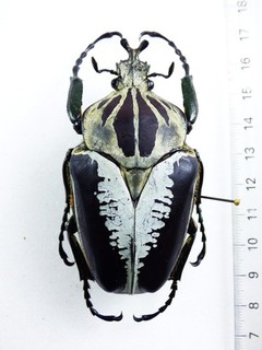 ENTOMOLOGY BEETLE: GOLIATHUS REGIUS OLD COLL COTE D ´IVOIRE MALE 70MM A1 /A