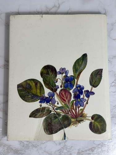 House Plants 56 Plates In Full Color Spring Books Oplt Kaplicka 1968 - Picture 5 of 19