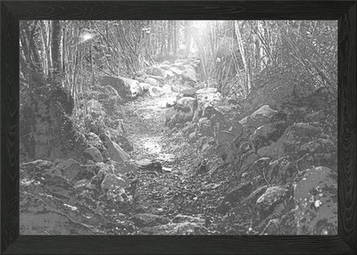 Weg in einer Waldlichtung gerahmtes Wandbild Poster Leinwanddruck Bild