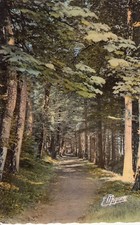 Carte postale ancienne HAUTE-MARNE FAYL-BILLOT entrée du Bois Banal