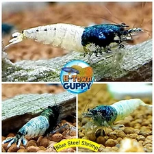 10 +1  Blue Steel Shrimp  (Mixed Grade S-SSS) - Live Guarantee - DISCOUNT PRICE