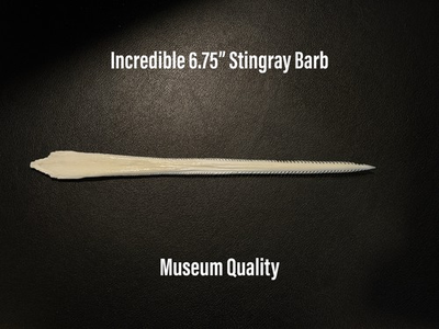 #ad #ad Large Southern Stingray Barb Gulf Ray Stinger Educational Spine Museum Quality $69.95