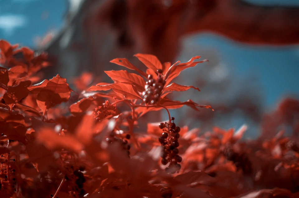 Aerochrome Filter - VisionArchitectOptics - All Sizes - IR Infrared filter EIR - Image 4 of 4