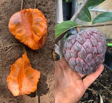 Annona Sweet Orange  Pink Rare Fruit Seeds Tropical Plant 400 Seeds Planting