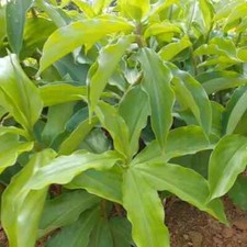 Natural Dried Insulin plant leaves/ 100 Pure  Organic/ 50 leaves