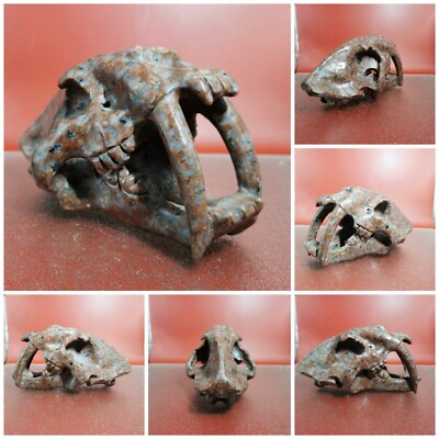 Red Sesame Stone Agate Carved Crystal Sabertooth Tiger Crystal Reiki Healing 1LB