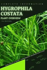 Hygrophila Costata: From Novice to Expert. Comprehensive Aquarium Plants Guide b