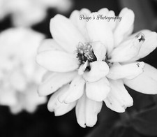 Digital image picture wallpaper close up flower black and white photo by Paige