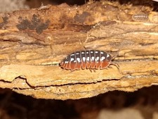 Dubrovnic Isopods Live 15ct