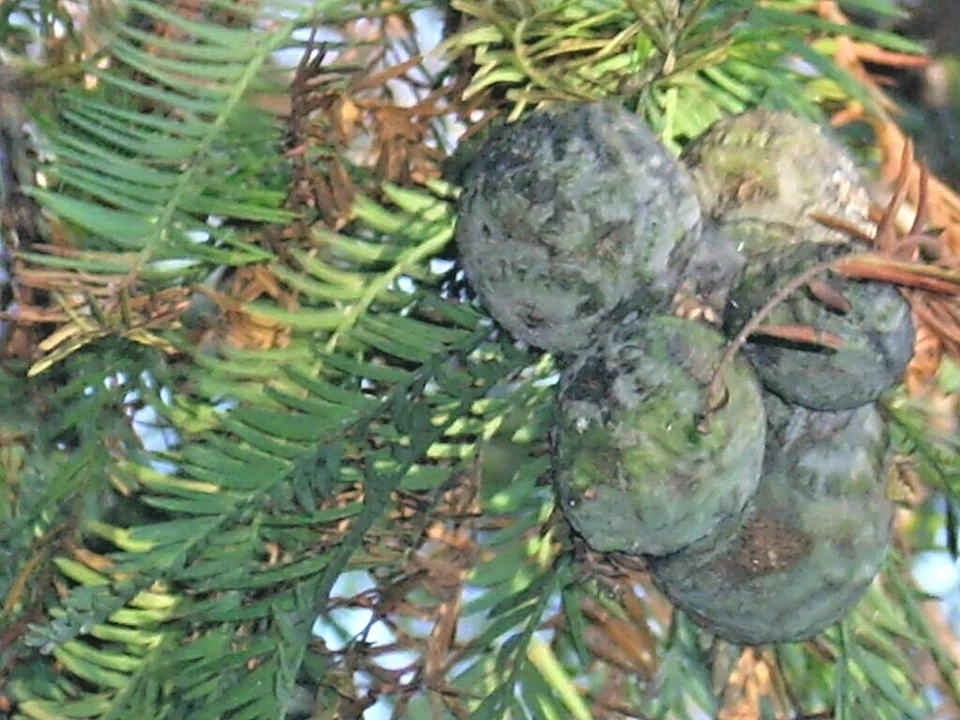 15 BALD CYPRESS SEEEDS - Taxodium distichum - Image 4 of 4