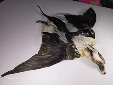 FULL CAPE Drake LONG-TAIL  2 Wings Fishing Feathers Fly Tying